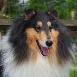 Collies from Caroline Jones