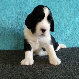 Christopher - Black and white male English Springer Spaniel puppy in North Carolina from Ebenezer Valley ESS