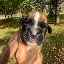 Black mask girl 3 - Fawn female Boxer puppy in Plainwell, Michigan from Hope's Beautiful Boxers