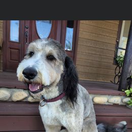 Zoey - Bernedoodle