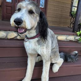 Zoey - Bernedoodle