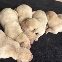 5th Pick of Yellow Male Pups - Yellow male Labrador Retriever puppy in Freeport, Illinois from Rock Hollow Retrievers