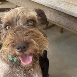 Border Collies and Miniature Schnauzers from Circle R Sidney