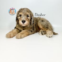 Aussiedoodle, Bernedoodle, and Goldendoodle Puppies from Dandy Doodle Ranch