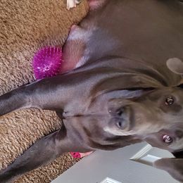 Freya  - Great Dane