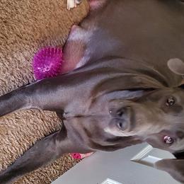 Freya  - Great Dane
