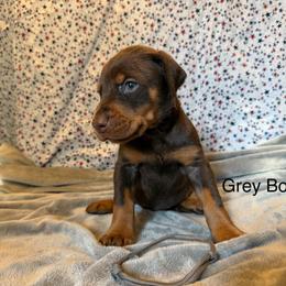 Grey Boy - Red and rust male Doberman Pinscher puppy in Knox, Indiana from Double River Dobermans
