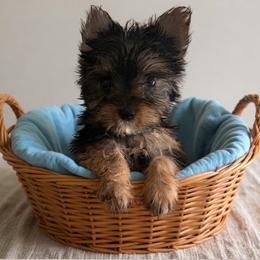 Lucky - Blue and gold male Yorkshire Terrier puppy in Paisley, Florida from Everyonelovesyorkies