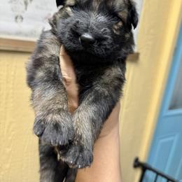 K2 - Sand girl - Sable female German Shepherd puppy in Oakley, California from Von Guadachi German Shepherds & Audacity Border Collies