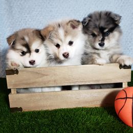 Pomsky Puppies from Pomskies of Hawaii