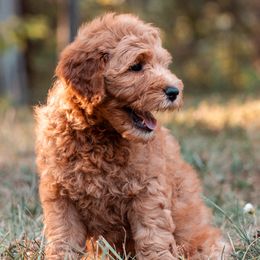 Goldendoodles from The Bark Farm