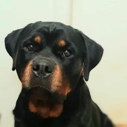 Honey - Rottweiler