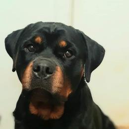 Honey - Rottweiler