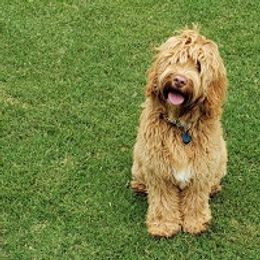 Australian Labradoodles from Big Creek Doodles