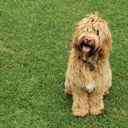 Australian Labradoodles from Big Creek Doodles