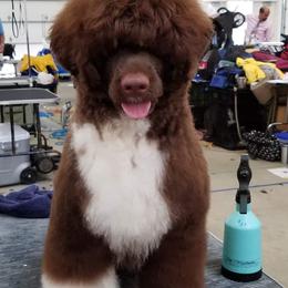 Portuguese Water Dog Puppies from Allegiance Portuguese Water Dogs