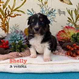 Shelly - Black tri-color female Australian Shepherd puppy in El Dorado Springs, Missouri from OR Aussies