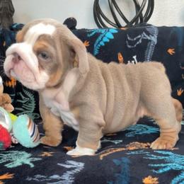 Cash - Fallow male Bulldog puppy in Las Vegas, Nevada from Let it Ride Bulldogs