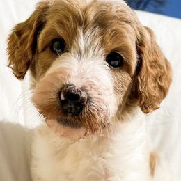 Labradoodles from Skypoodlesndoodles