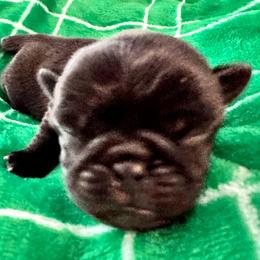 Pug Puppies from Masters Pugs