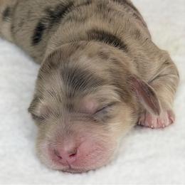 Max ( Chocolate and cream dapple) (No breeding homes allowed) - Dapple male Dachshund puppy in Fayetteville, North Carolina from RRD