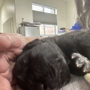 Leonberger Puppies from Desert Magick Leonbergers