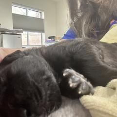 Leonberger Puppies from Desert Magick Leonbergers