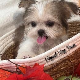 Lil Andres - Sable male Mi-Ki puppy in Middleburg, Florida from Elegant Tiny Paws