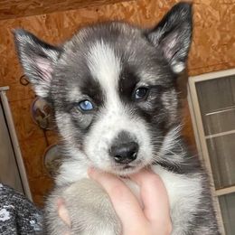 Siberian Husky Puppies from Siberian Huskies-Beckham the Great