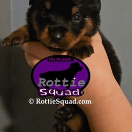 Purple Collar Girl 4 - Black and mahogany female Rottweiler puppy in Shepherdsville, Kentucky from Rottie Squad Kennel
