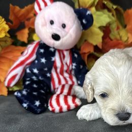Ryder - Buff male Cockapoo puppy in Placerville, California from Rpuppies