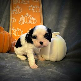 Cavalier King Charles Spaniel Puppies from Krawczyk's House of Cavaliers