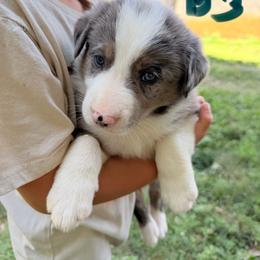 Boy 3 - Slate merle male Border Collie puppy in Rural Retreat, Virginia from Hidden Acres Farm Corgis & Border Collies
