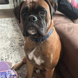 Boxer All Grown Up from Kimberly's Boxers