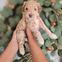 Frosty - Apricot female Goldendoodle puppy in Somerville, Alabama from Southern Enchanted Doodles