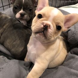French Bulldog Puppies from Roughneck Frenchies