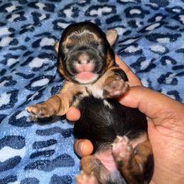 Mufasa 2000 - Black and tan male Yorkipoo puppy in Gastonia, North Carolina from Dynasty Kennel