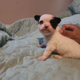 Finn - Black and white male Chihuahua puppy in Chambersburg, Pennsylvania from Lil Angel's Chihuahuas