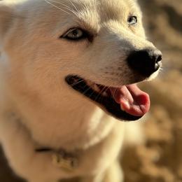 Rudy - Companion Cross
