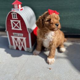 Poodle Puppies from Sakura Poodles