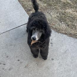 Poodle Puppies from Bardsong Standard Poodles