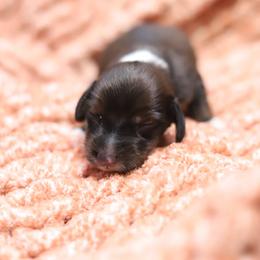 Kobe - Red male Dachshund puppy in Eaton, Ohio from Miniature Alphas Dachshunds