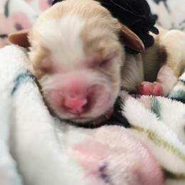 Iris - Tri-color female Cavapoo puppy in Roseville, California from Heavenly Goldendoodles