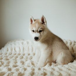Siberian Husky Puppies from Polaire Siberians