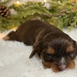 Cinnamon - Chocolate female Cavalier King Charles Spaniel puppy in Ellisville, Mississippi from Malu Lani Cavaliers