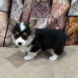 Girl 4 - Black and tan female Pembroke Welsh Corgi puppy in Visalia, California from VIP Stables
