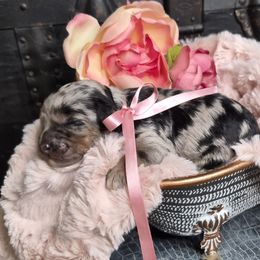 Lexi - Merle female Springerdoodle puppy in Fargo, North Dakota from Dakota SpringerDoodles