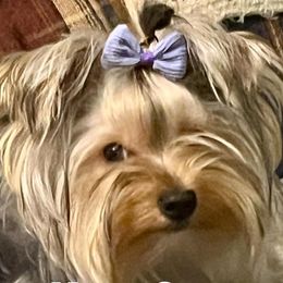 Graci - Yorkshire Terrier