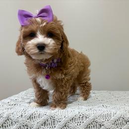 Clover - Parti female Maltipoo puppy in Delran, New Jersey from HMH’s Maltipoos & Cavaliers