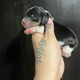 Spot - Piebald male Dachshund puppy in Riverside, California from Keeping it mini kennels